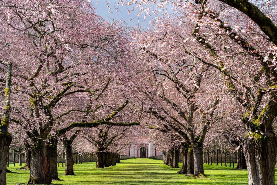 Im Schwetzinger Schlossgarten blühen im Frühjahr zahlreiche Kirschbäume.