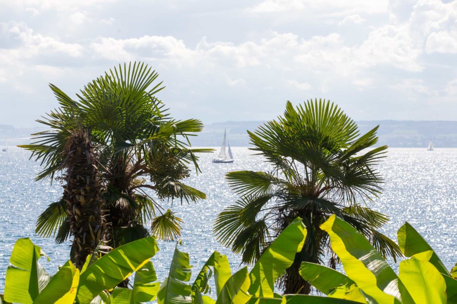 Beim Blick über Palmen auf den Bodensee bei Meersburg, spüren Gäste das mediterrane Klima.