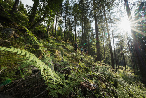 Mountain Climate Trails in the Black Forest Highlands