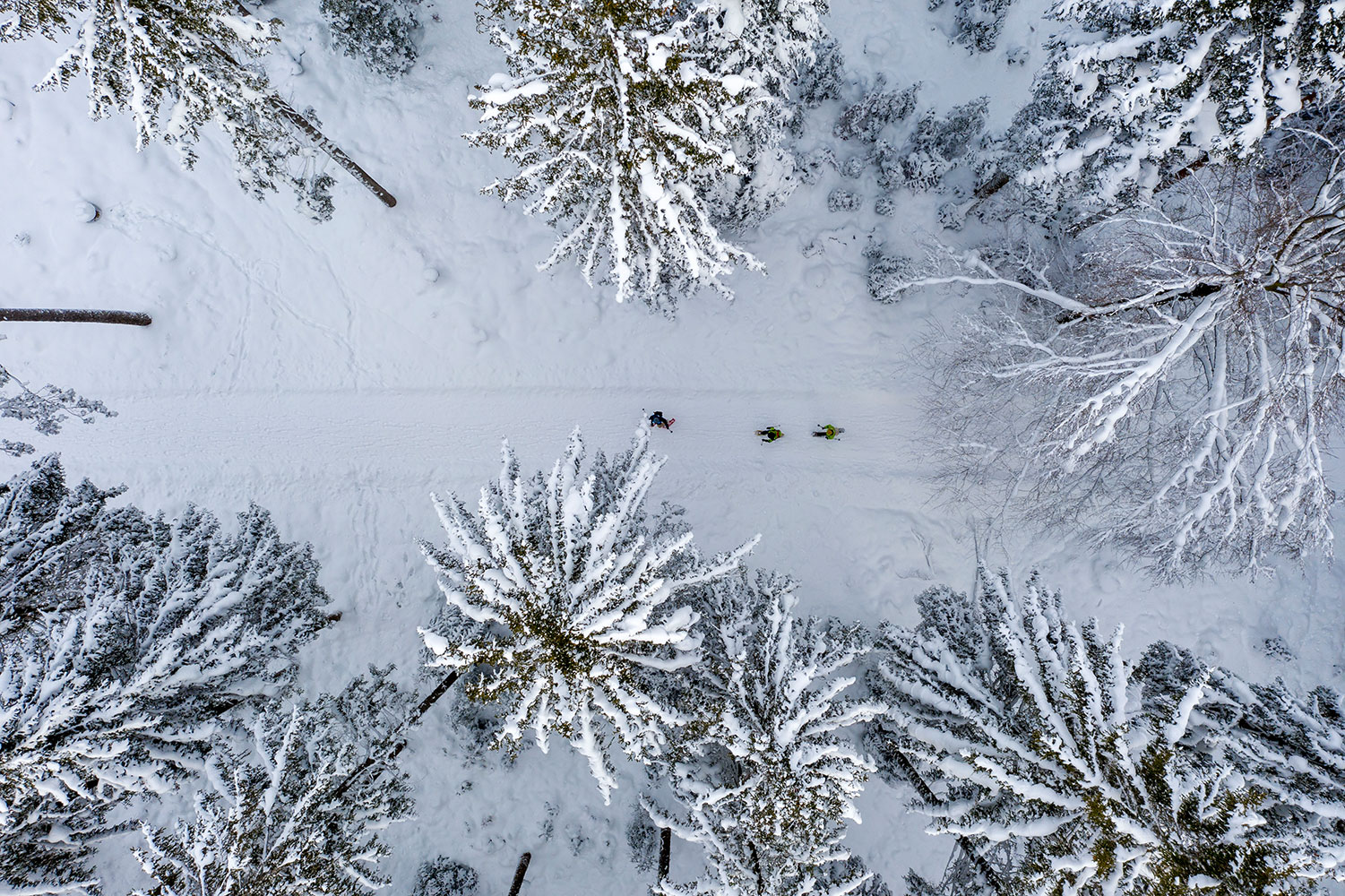 Luftaufnahme der drei Schneeschuhwandernden Personen und den mit Schnee bedeckten Tannen.