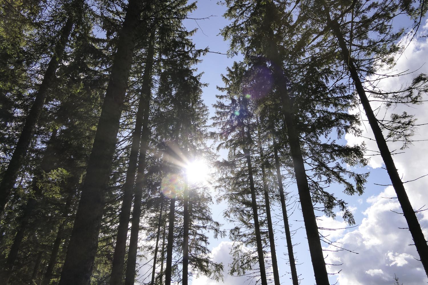 Heilklimatisches Wandern im Hochschwarzwald