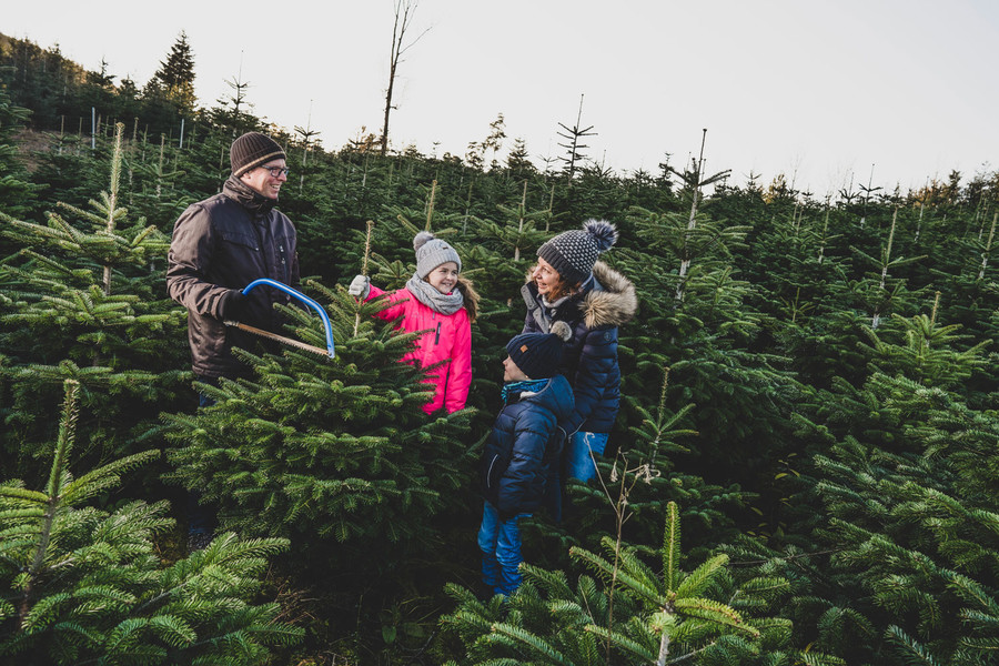 Auf der Suche nach dem eigenen Weihnachtsbaum im Renchtal. | © Renchtal Tourismus GmbH, Hubert Grimming & Jigal Fichtner
