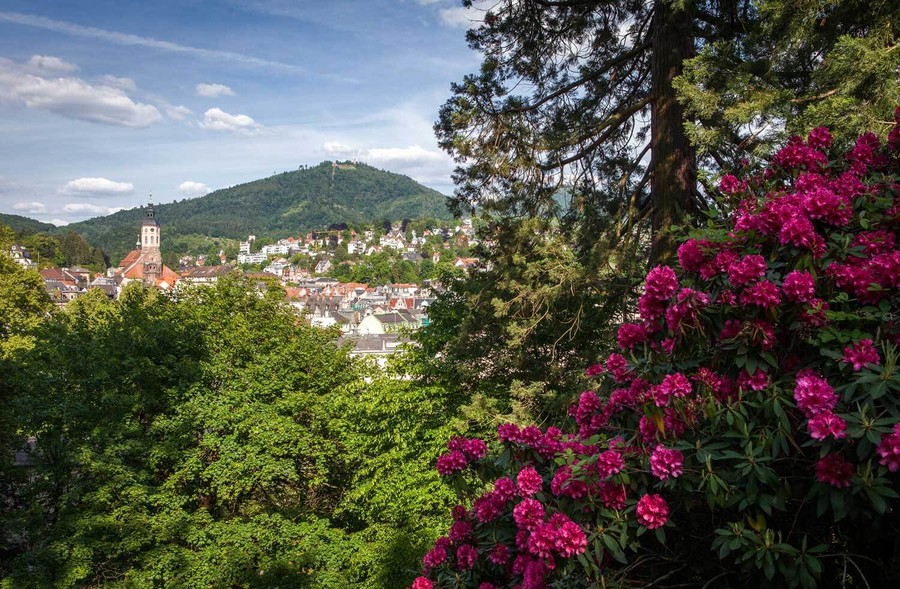 Im Vordergrund sind dichte Büsche. Am rechten Busch sind pinke Blüten. Im Hintergrund liegt die Stadtansicht von Baden-Baden. 