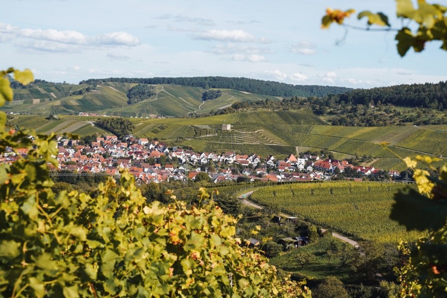 Blick durch die Weinreben auf eine kleine Ortschaft in den Weinbergen der Region Stuttgart